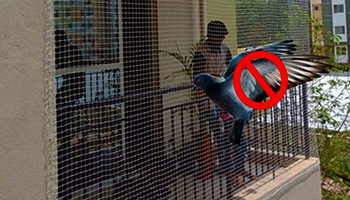 pigeon safety nets
